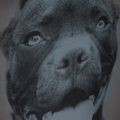 Мъжка раница Pitbull West Coast Pitbull Ir black/grey 12