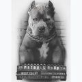 Мъжка тениска Pitbull West Coast Mugshot 2 white 8