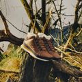 Мъжки обувки New Balance 754 Classic brown 12