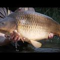 Sportex Purista Carp XTF шарански прът черен 130275 6